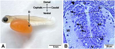 Effect of hypoxia in the post-hatching development of the salmon (Salmo salar L.) spinal cord